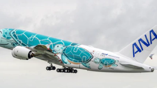 ANA A380 Flying Honu