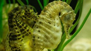 Seahorse Farm Kona | Not Illegal; But Is It Ethical?