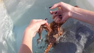 Big Island Octopus Tour Runs Afoul
