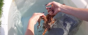 Big Island Octopus Tour Runs Afoul