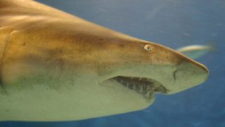 Hawaii shark tourism
