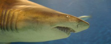 Hawaii shark tourism
