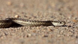 Why Four Recent Hawaii Snake Findings Are Concerning
