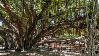 After Two Fires in 100 Years | Banyan Tree Maui Remains In “Coma”