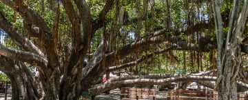 After Two Fires in 100 Years | Banyan Tree Maui Remains In “Coma”