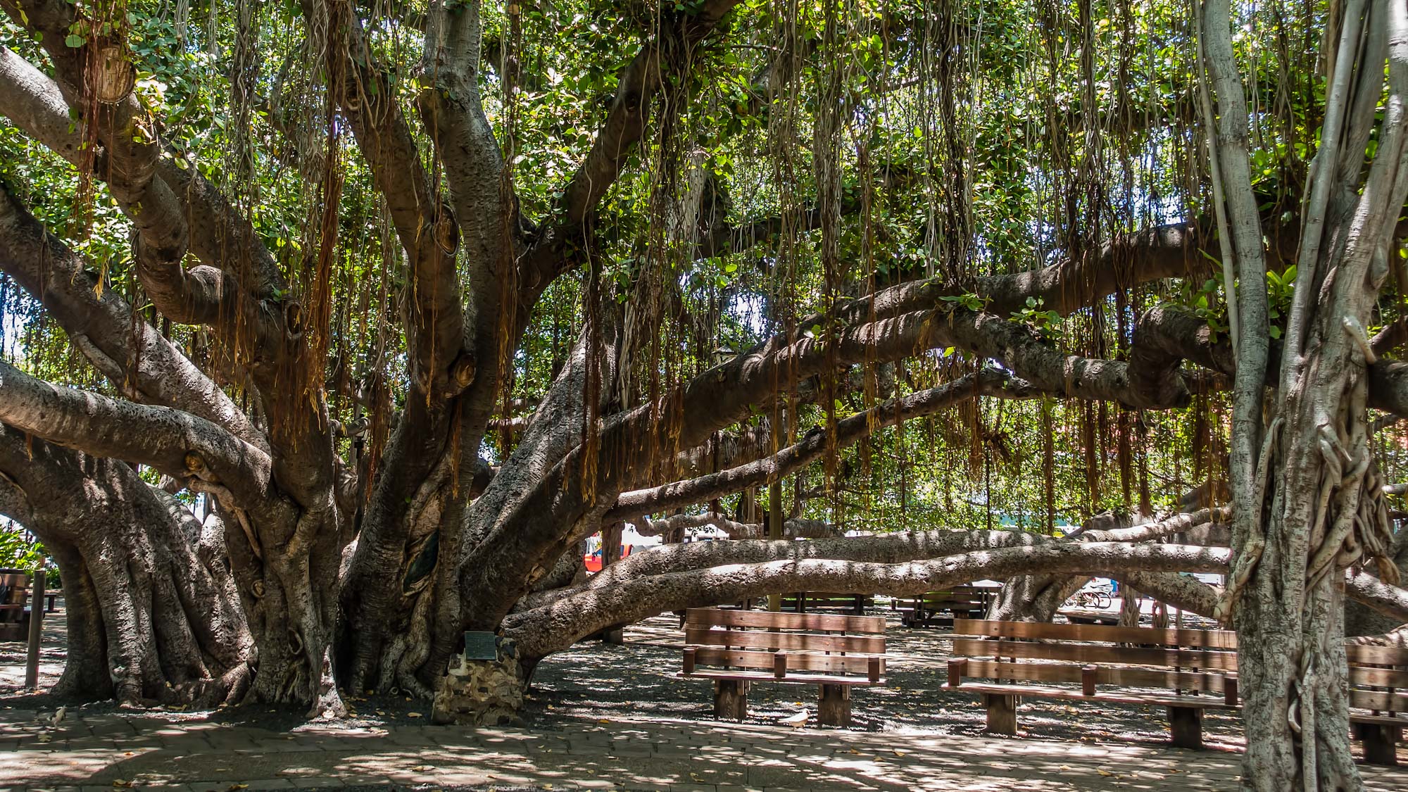 Banyan Trees Pictures