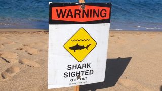 Shark Attack Closes Hanalei Bay Kauai