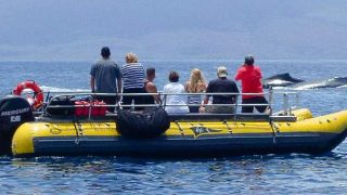 Whale Watching Hawaii: Early Season Unites Visitors and Locals