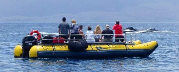 Whale Watching Hawaii: Early Season Unites Visitors and Locals