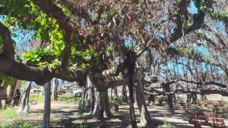 A Symbol of Strength: Maui's Banyan Tree 50% Alive Following Lahaina Fire