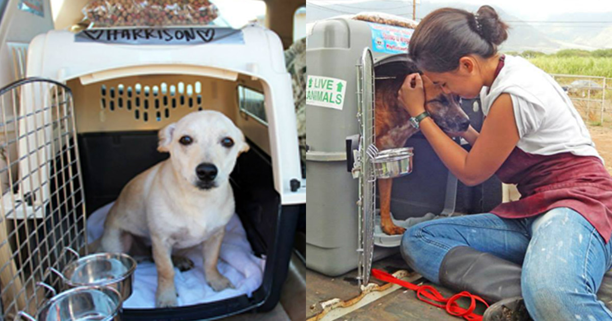 Alaska Airlines Free Hawaii Flights A Lifeline for Maui Shelter Pets Beat of Hawaii