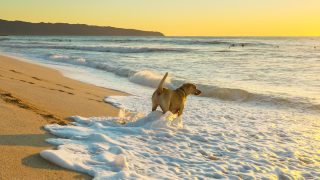 Hawaii Flights Designed For Visitors With Dogs?