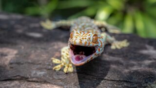 Geckos in Hawaii: Friend or Foe?