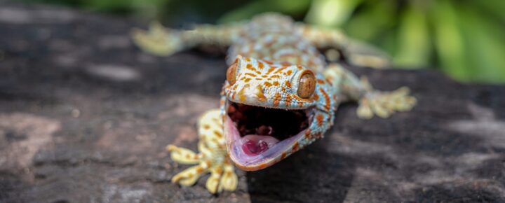 The Challenges of Geckos In Hawaii - Beat of Hawaii