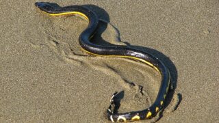 Yellow-Bellied Sea Snake Hawaii