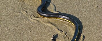Yellow-Bellied Sea Snake Hawaii