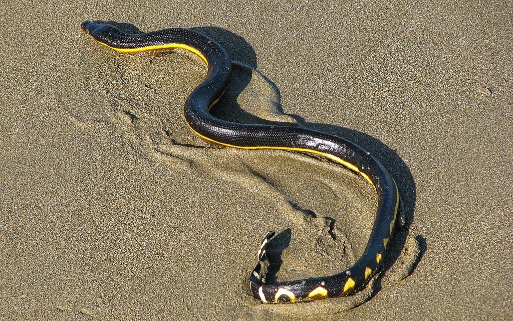 Yellow-Bellied Sea Snake Hawaii