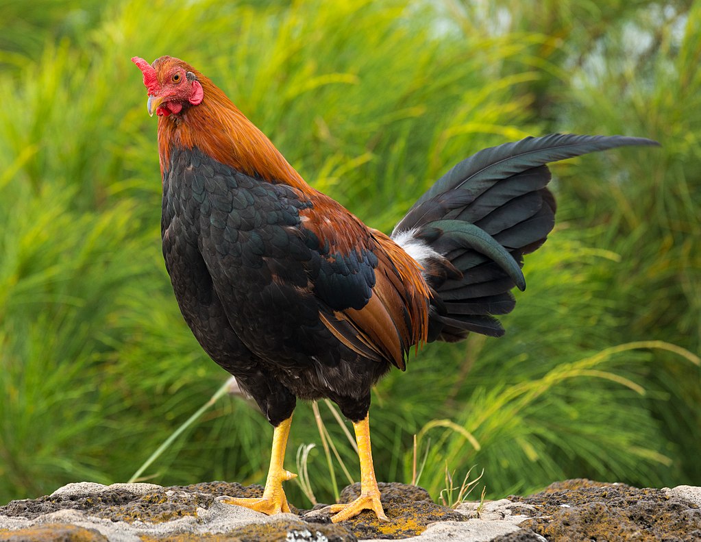 Taming Kauai's Roosters: Hawaii Enacts Law Controlling Feral Chickens ...