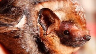 Hidden Nightlife: Are There Bats In Hawaii? Yes.