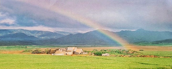 What Became Of This Sweet Past? Hawaii Sugar Cane Legacy & Future