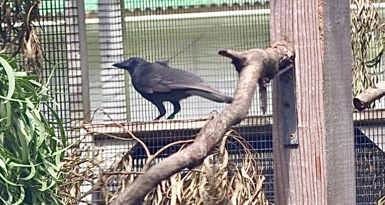 Hawaiian Crow