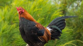 Avian Bird Flu in Hawaii: Should Visitors Be Concerned Now?