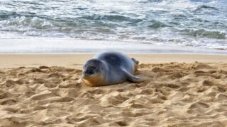 Hawaiian Monk Seal At Poipu Beach: A Rare Encounter Inspires Respect