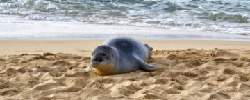 Hawaiian Monk Seal At Poipu Beach: A Rare Encounter Inspires Respect