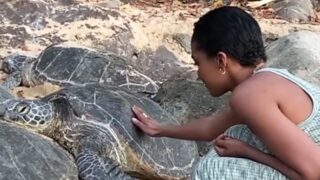 Hawaiian Green Sea Turtle