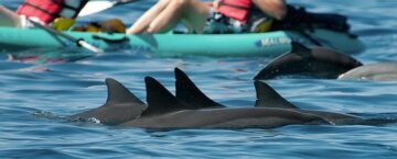 Hawaii spinner dolphins