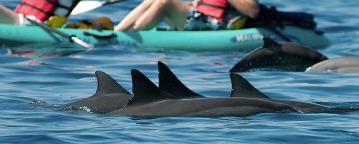 Hawaii spinner dolphins