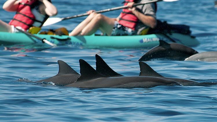 Dolphin Deaths In Hawaii Spark Visitor Health Alert
