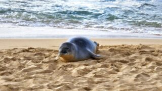 Hawaiian Monk Seal