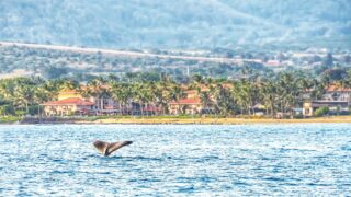 Kauai humpback whales