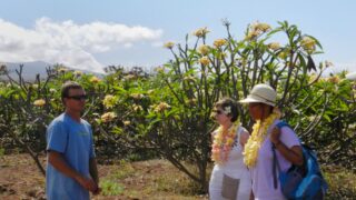 Molokai Plumerias Farm