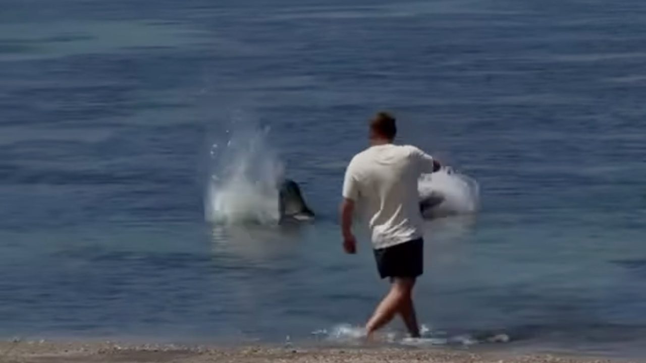 Hawaiian monk seal attack on Maui