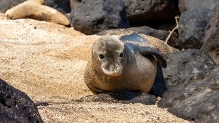 Hawaiian monk seal pup