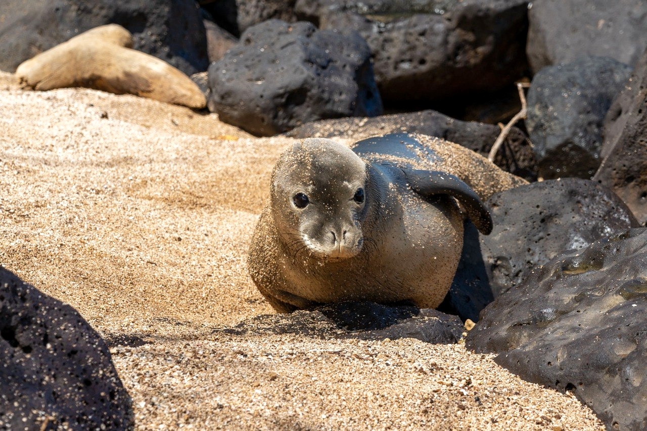 Hawaiian monk seal pup
