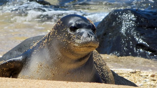 HawaiianMonkSeal