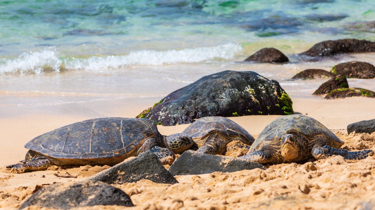 Turtles at Laniakea Beach