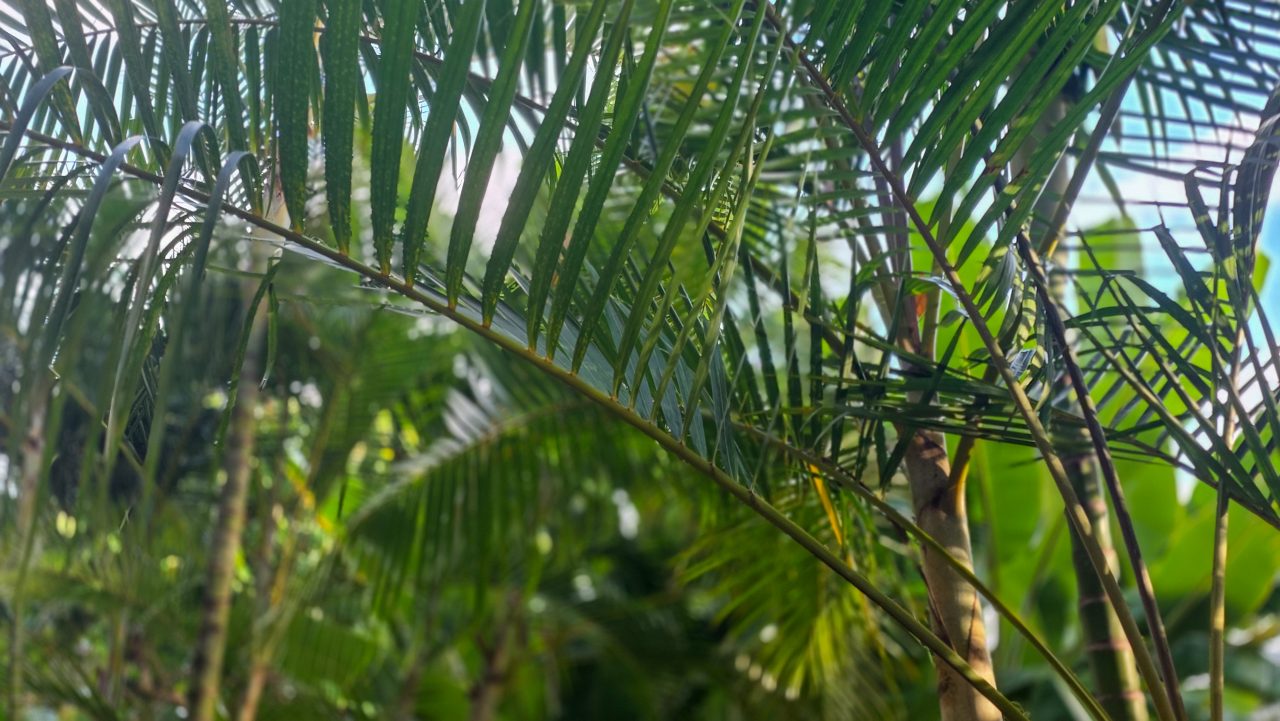 Hawaii foliage