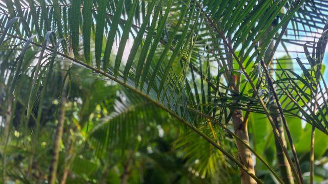 Hawaii foliage