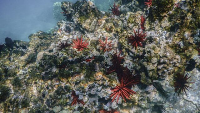 Maui coral