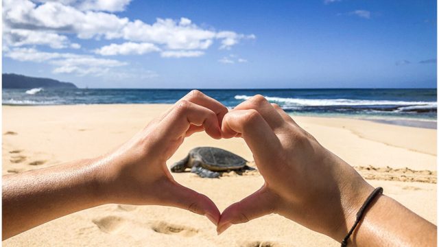 Hawaii Turtles At A Distance