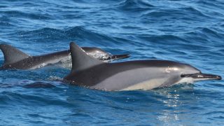 Hawaii dolphins