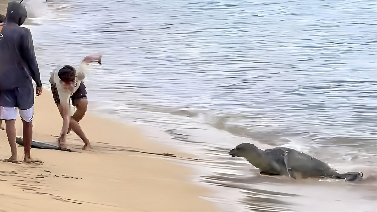 Hawaiian Monk Seal
