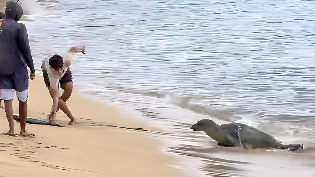 Hawaiian Monk Seal