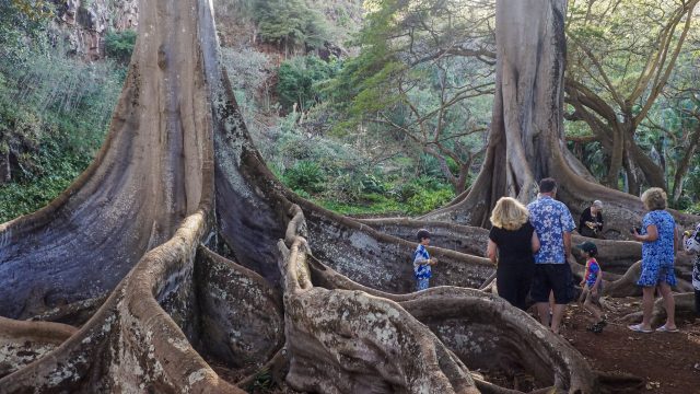 Jurassic Park Trees at Allerton Garden Kauai