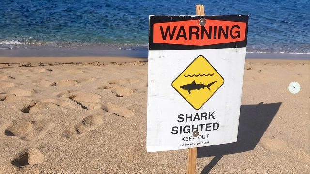 Hanalei Bay shark sighting