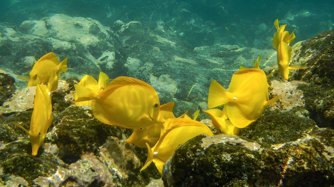 Hawaii reef fish, yellow tang